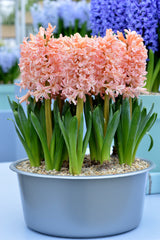 Hyacinth Gipsy Queen Bulbs Blooms Species Growing Bonsai Roots Rhizomes Corms Tubers Potted Planting Reblooming Fragrant Garden Flower Seeds Plant Gardening