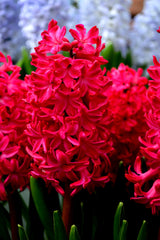 Hyacinth Jan Bos Bulbs Blooms Species Growing Bonsai Roots Rhizomes Corms Tubers Potted Planting Reblooming Fragrant Garden Flower Seeds Plant Gardening