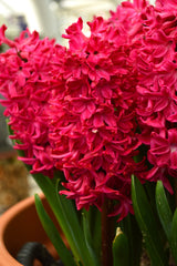 Hyacinth Jan Bos Bulbs Blooms Species Growing Bonsai Roots Rhizomes Corms Tubers Potted Planting Reblooming Fragrant Garden Flower Seeds Plant Gardening