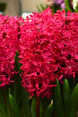Hyacinth Jan Bos Bulbs Blooms Species Growing Bonsai Roots Rhizomes Corms Tubers Potted Planting Reblooming Fragrant Garden Flower Seeds Plant Gardening