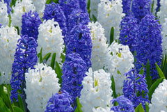 Hyacinth Kansas Mix Bulbs Blooms Species Growing Bonsai Roots Rhizomes Corms Tubers Potted Planting Reblooming Fragrant Garden Flower Seeds Plant Gardening