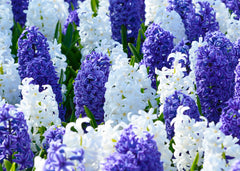 Hyacinth Kansas Mix Bulbs Blooms Species Growing Bonsai Roots Rhizomes Corms Tubers Potted Planting Reblooming Fragrant Garden Flower Seeds Plant Gardening
