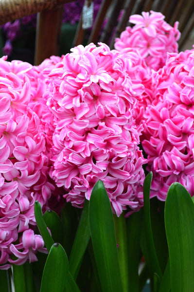 Hyacinth Pink Pearl Bulbs Blooms Species Growing Bonsai Roots Rhizomes Corms Tubers Potted Planting Reblooming Fragrant Garden Flower Seeds Plant Gardening