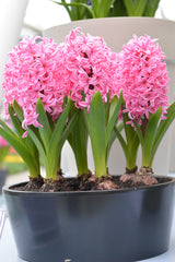 Hyacinth Pink Pearl Bulbs Blooms Species Growing Bonsai Roots Rhizomes Corms Tubers Potted Planting Reblooming Fragrant Garden Flower Seeds Plant Gardening