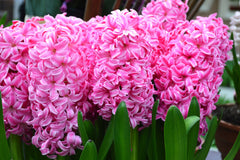 Hyacinth Pink Pearl Bulbs Blooms Species Growing Bonsai Roots Rhizomes Corms Tubers Potted Planting Reblooming Fragrant Garden Flower Seeds Plant Gardening