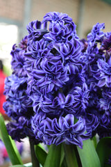 Hyacinth Royal Navy Bulbs Blooms Species Growing Bonsai Roots Rhizomes Corms Tubers Potted Planting Reblooming Fragrant Garden Flower Seeds Plant Gardening