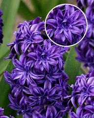 Hyacinth Royal Navy Bulbs Blooms Species Growing Bonsai Roots Rhizomes Corms Tubers Potted Planting Reblooming Fragrant Garden Flower Seeds Plant Gardening