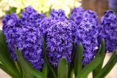 Hyacinth Royal Navy Bulbs Blooms Species Growing Bonsai Roots Rhizomes Corms Tubers Potted Planting Reblooming Fragrant Garden Flower Seeds Plant Gardening