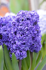 Hyacinth Royal Navy Bulbs Blooms Species Growing Bonsai Roots Rhizomes Corms Tubers Potted Planting Reblooming Fragrant Garden Flower Seeds Plant Gardening