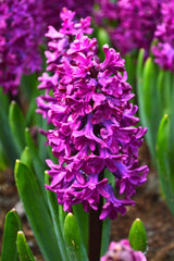 Hyacinth Woodstock Bulbs Blooms Species Growing Bonsai Roots Rhizomes Corms Tubers Potted Planting Reblooming Fragrant Garden Flower Seeds Plant Gardening - Seedsplant