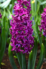 Hyacinth Woodstock Bulbs Blooms Species Growing Bonsai Roots Rhizomes Corms Tubers Potted Planting Reblooming Fragrant Garden Flower Seeds Plant Gardening - Seedsplant
