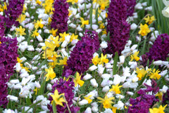 Hyacinth Woodstock Bulbs Blooms Species Growing Bonsai Roots Rhizomes Corms Tubers Potted Planting Reblooming Fragrant Garden Flower Seeds Plant Gardening - Seedsplant