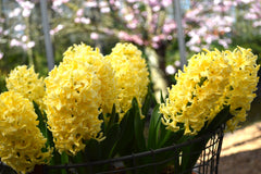 Hyacinth Yellow Queen Bulbs Blooms Species Growing Bonsai Roots Rhizomes Corms Tubers Potted Planting Reblooming Fragrant Garden Flower Seeds Plant Gardening