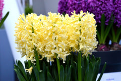 Hyacinth Yellow Queen Bulbs Blooms Species Growing Bonsai Roots Rhizomes Corms Tubers Potted Planting Reblooming Fragrant Garden Flower Seeds Plant Gardening