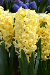 Hyacinth Yellow Queen Bulbs Blooms Species Growing Bonsai Roots Rhizomes Corms Tubers Potted Planting Reblooming Fragrant Garden Flower Seeds Plant Gardening