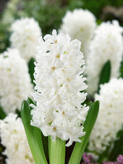 Hyacinth Aiolos Bulbs Blooms Species Growing Bonsai Roots Rhizomes Corms Tubers Potted Planting Reblooming Fragrant Garden Flower Seeds Plant Gardening