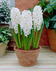 Hyacinth Aiolos Bulbs Blooms Species Growing Bonsai Roots Rhizomes Corms Tubers Potted Planting Reblooming Fragrant Garden Flower Seeds Plant Gardening