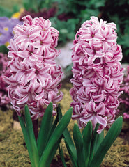 Hyacinth Anna Lisa  Bulbs Blooms Species Growing Bonsai Roots Rhizomes Corms Tubers Potted Planting Reblooming Fragrant Garden Flower Seeds Plant Gardening