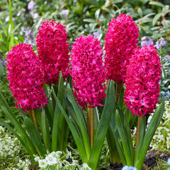 Hyacinth Collection Bulbs Blooms Species Growing Bonsai Roots Rhizomes Corms Tubers Potted Planting Reblooming Fragrant Garden Flower Seeds Plant Gardening