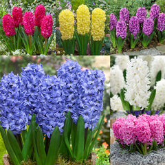 Hyacinth Collection Bulbs Blooms Species Growing Bonsai Roots Rhizomes Corms Tubers Potted Planting Reblooming Fragrant Garden Flower Seeds Plant Gardening