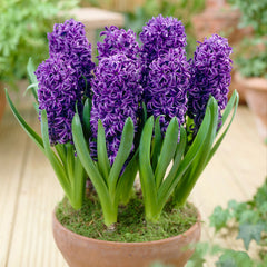 Hyacinth Blue Pearl Bulbs Blooms Species Growing Bonsai Roots Rhizomes Corms Tubers Potted Planting Reblooming Fragrant Garden Flower Seeds Plant Gardening