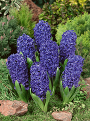 Hyacinth Blue Pearl Bulbs Blooms Species Growing Bonsai Roots Rhizomes Corms Tubers Potted Planting Reblooming Fragrant Garden Flower Seeds Plant Gardening