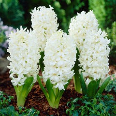 Hyacinth Carnegie Bulbs Blooms Species Growing Bonsai Roots Rhizomes Corms Tubers Potted Planting Reblooming Fragrant Garden Flower Seeds Plant Gardening