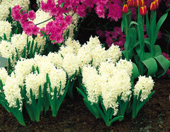 Hyacinth Carnegie Bulbs Blooms Species Growing Bonsai Roots Rhizomes Corms Tubers Potted Planting Reblooming Fragrant Garden Flower Seeds Plant Gardening