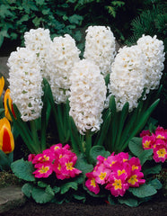 Hyacinth Carnegie Bulbs Blooms Species Growing Bonsai Roots Rhizomes Corms Tubers Potted Planting Reblooming Fragrant Garden Flower Seeds Plant Gardening