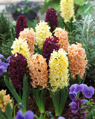 Hyacinth City Of Haarlem Bulbs Blooms Species Growing Bonsai Roots Rhizomes Corms Tubers Potted Planting Reblooming Fragrant Garden Flower Seeds Plant Gardening