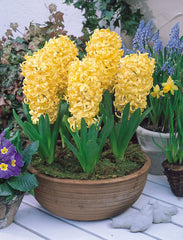 Hyacinth City of Haarlem Bulbs Blooms Species Growing Bonsai Roots Rhizomes Corms Tubers Potted Planting Reblooming Fragrant Garden Flower Seeds Plant Gardening