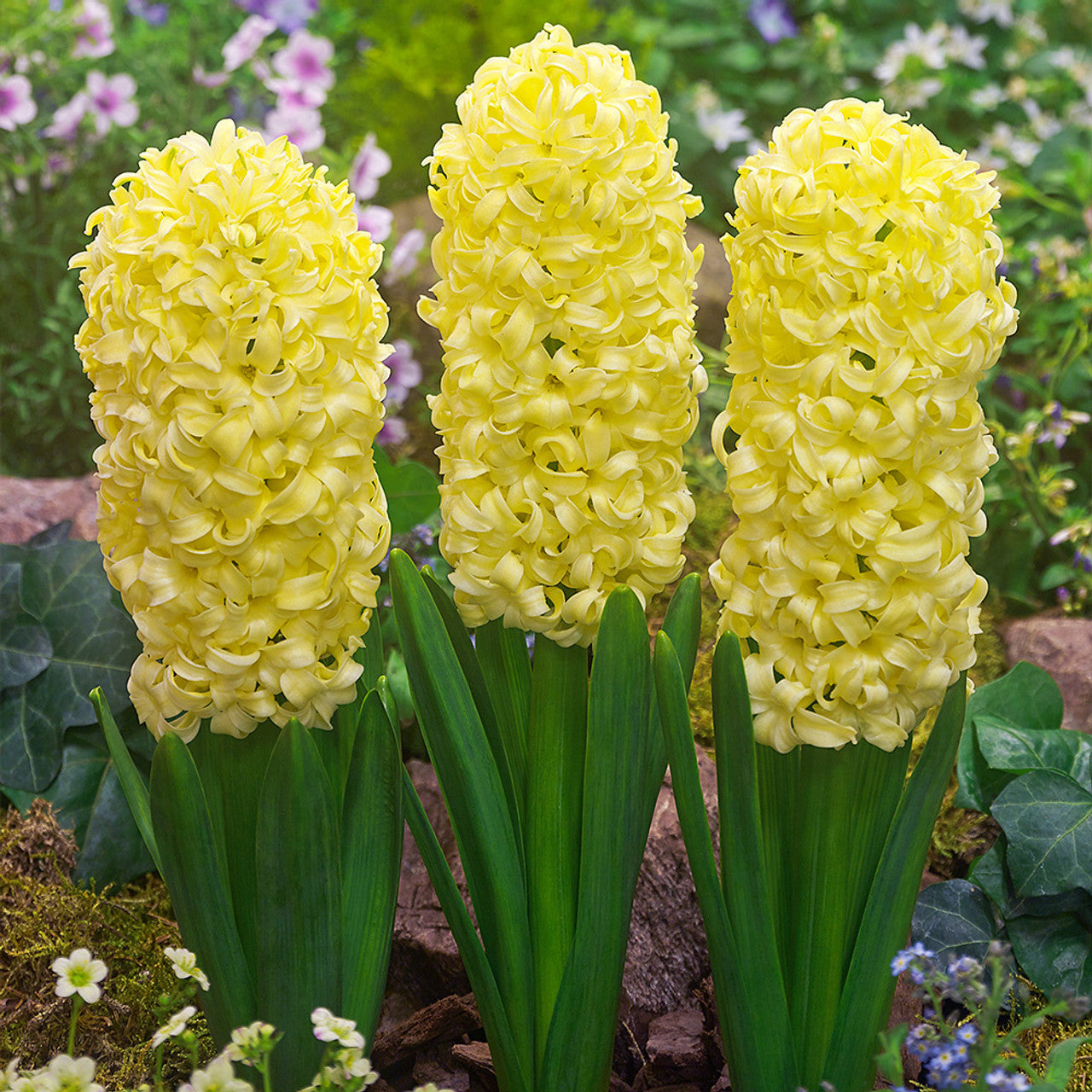 Hyacinth City Of Haarlem Bulbs Blooms Species Growing Bonsai Roots Rhizomes Corms Tubers Potted Planting Reblooming Fragrant Garden Flower Seeds Plant Gardening