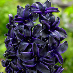 Hyacinth Dark Dimension Bulbs Blooms Species Growing Bonsai Roots Rhizomes Corms Tubers Potted Planting Reblooming Fragrant Garden Flower Seeds Plant Gardening - Seedsplant