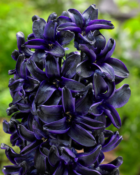 Hyacinth Dark Dimension Bulbs Blooms Species Growing Bonsai Roots Rhizomes Corms Tubers Potted Planting Reblooming Fragrant Garden Flower Seeds Plant Gardening
