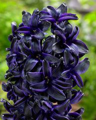 Hyacinth Dark Dimension Bulbs Blooms Species Growing Bonsai Roots Rhizomes Corms Tubers Potted Planting Reblooming Fragrant Garden Flower Seeds Plant Gardening
