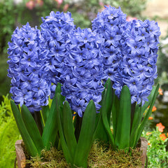 Hyacinth Delft  Bulbs Blooms Species Growing Bonsai Roots Rhizomes Corms Tubers Potted Planting Reblooming Fragrant Garden Flower Seeds Plant Gardening - Seedsplant