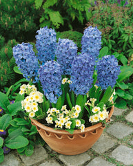 Hyacinth Prepared Delft Blue  Bulbs Blooms Species Growing Bonsai Roots Rhizomes Corms Tubers Potted Planting Reblooming Fragrant Garden Flower Seeds Plant Gardening - Seedsplant