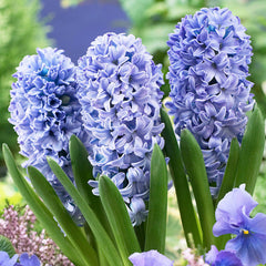 Hyacinth Prepared Delft Blue  Bulbs Blooms Species Growing Bonsai Roots Rhizomes Corms Tubers Potted Planting Reblooming Fragrant Garden Flower Seeds Plant Gardening - Seedsplant