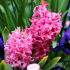 Fondant Hyacinth Bulbs Blooms Species Growing Bonsai Roots Rhizomes Corms Tubers Potted Planting Reblooming Fragrant Garden Flower Seeds Plant Gardening