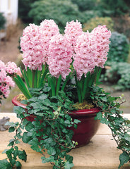 Hyacinth Prepared Fondant Bulbs Blooms Species Growing Bonsai Roots Rhizomes Corms Tubers Potted Planting Reblooming Fragrant Garden Flower Seeds Plant Gardening