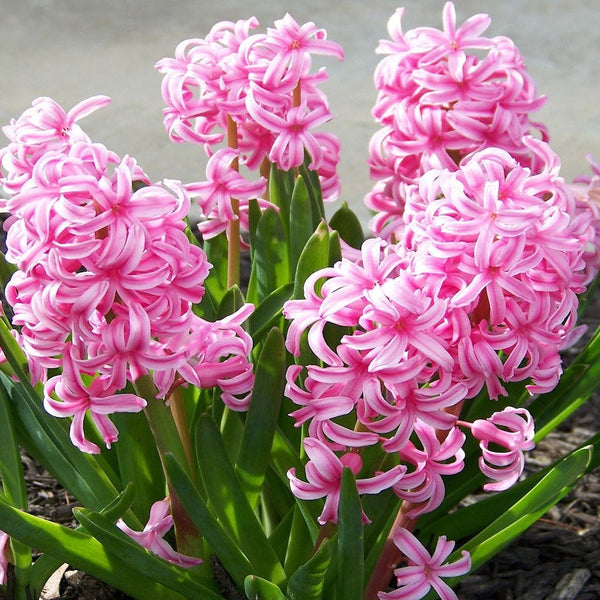 Fondant Hyacinth Bulbs Blooms Species Growing Bonsai Roots Rhizomes Corms Tubers Potted Planting Reblooming Fragrant Garden Flower Seeds Plant Gardening