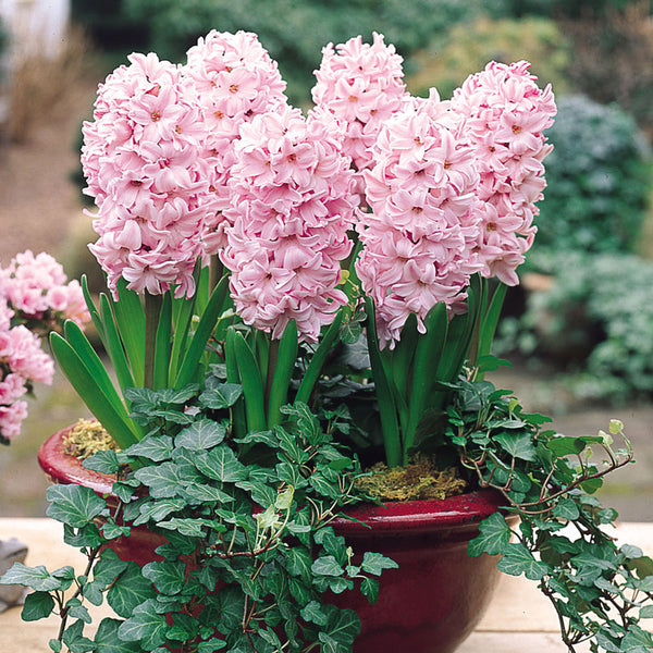 Hyacinth Fondant Bulbs Blooms Species Growing Bonsai Roots Rhizomes Corms Tubers Potted Planting Reblooming Fragrant Garden Flower Seeds Plant Gardening