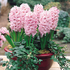 Hyacinth Fondant Bulbs Blooms Species Growing Bonsai Roots Rhizomes Corms Tubers Potted Planting Reblooming Fragrant Garden Flower Seeds Plant Gardening