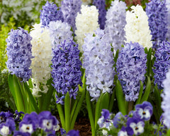 Hyacinth Fragrant Sea Mixed Bulbs Blooms Species Growing Bonsai Roots Rhizomes Corms Tubers Potted Planting Reblooming Fragrant Garden Flower Seeds Plant Gardening