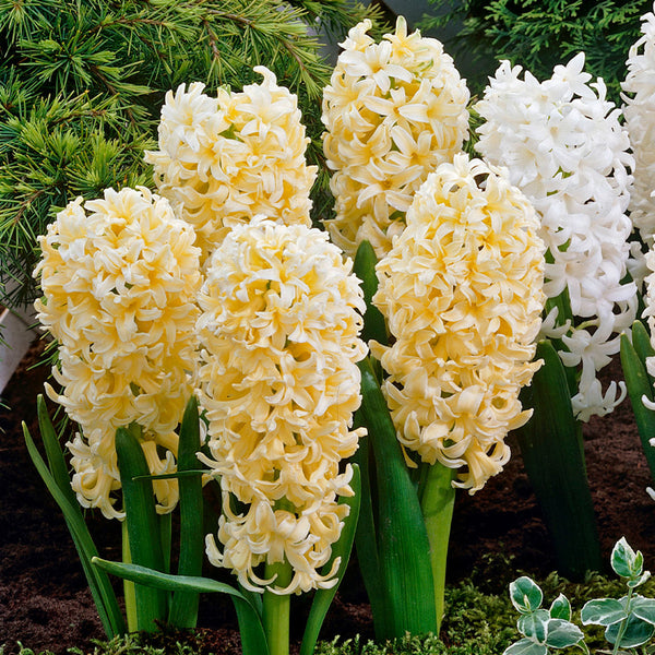 Hyacinth Gypsy Princess  Bulbs Blooms Species Growing Bonsai Roots Rhizomes Corms Tubers Potted Planting Reblooming Fragrant Garden Flower Seeds Plant Gardening