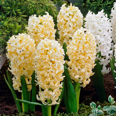 Hyacinth Gypsy Princess  Bulbs Blooms Species Growing Bonsai Roots Rhizomes Corms Tubers Potted Planting Reblooming Fragrant Garden Flower Seeds Plant Gardening