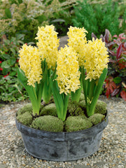 Hyacinth Gypsy Princess  Bulbs Blooms Species Growing Bonsai Roots Rhizomes Corms Tubers Potted Planting Reblooming Fragrant Garden Flower Seeds Plant Gardening