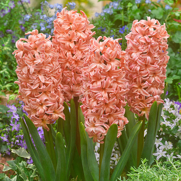 Hyacinth Gypsy Queen Bulbs Blooms Species Growing Bonsai Roots Rhizomes Corms Tubers Potted Planting Reblooming Fragrant Garden Flower Seeds Plant Gardening