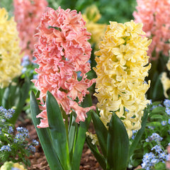 Hyacinth Gypsy Queen  Bulbs Blooms Species Growing Bonsai Roots Rhizomes Corms Tubers Potted Planting Reblooming Fragrant Garden Flower Seeds Plant Gardening