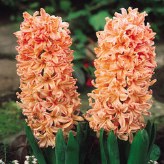 Hyacinth Gypsy Queen  Bulbs Blooms Species Growing Bonsai Roots Rhizomes Corms Tubers Potted Planting Reblooming Fragrant Garden Flower Seeds Plant Gardening